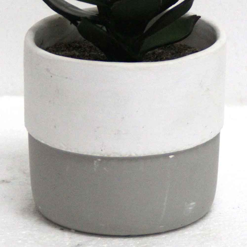 MC2809 Succulent Single