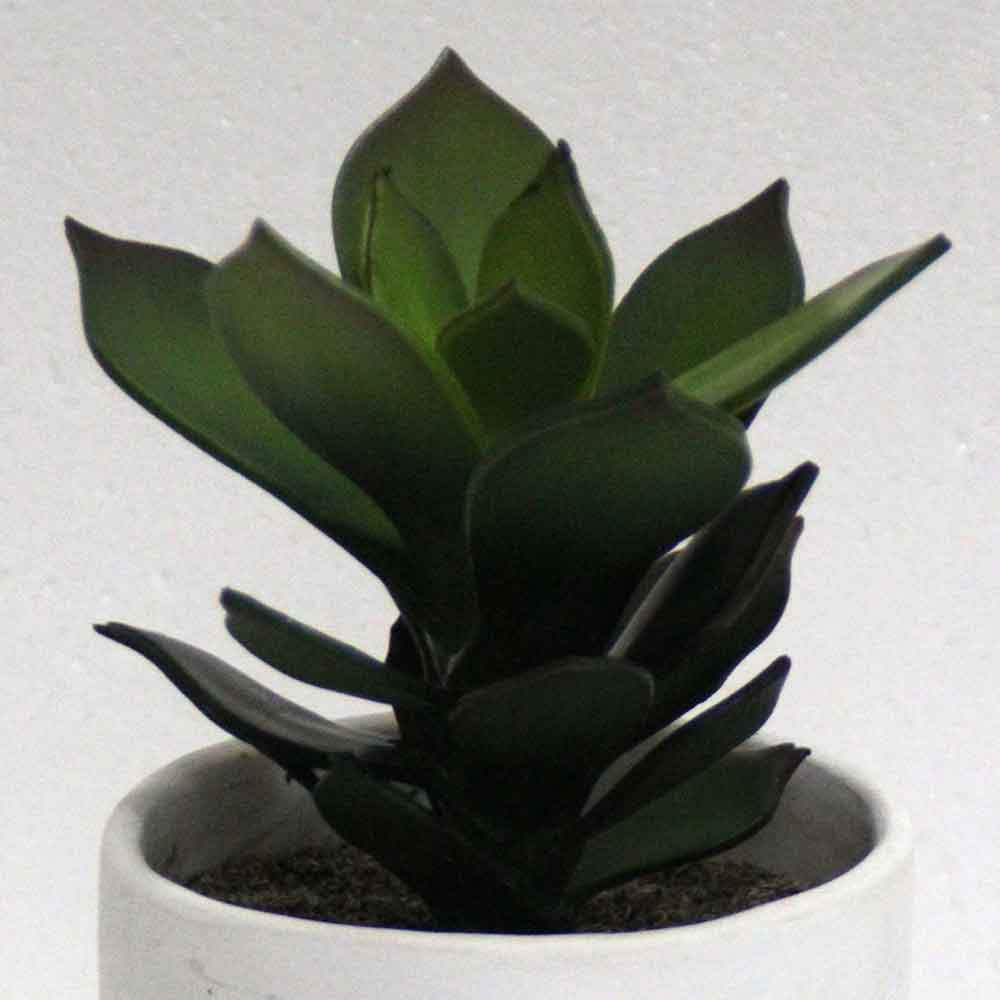 MC2809 Succulent Single