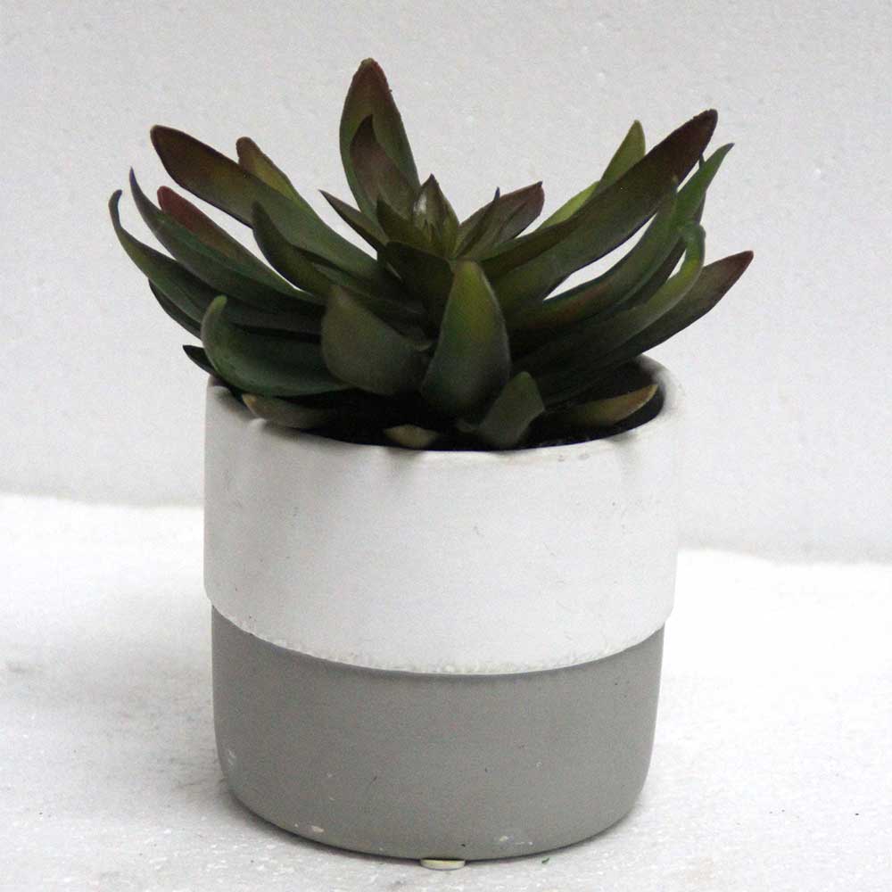 MC2810 Succulent Single