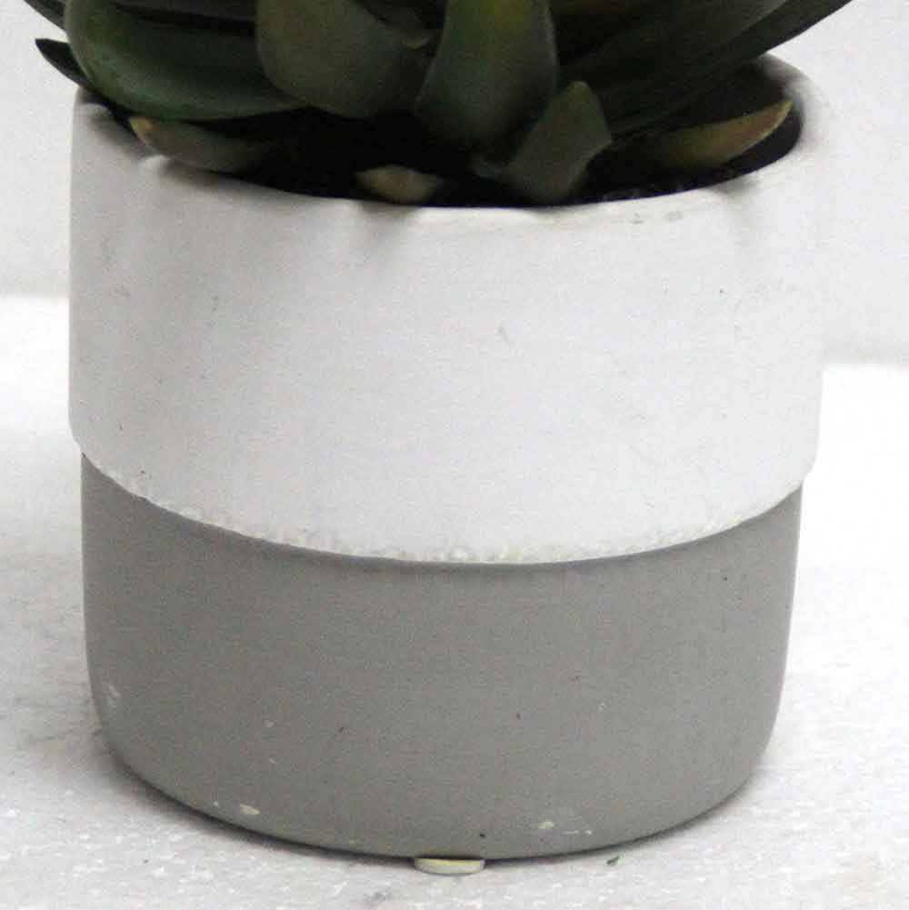 MC2810 Succulent Single