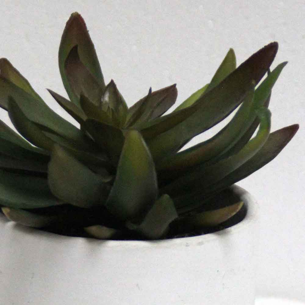 MC2810 Succulent Single