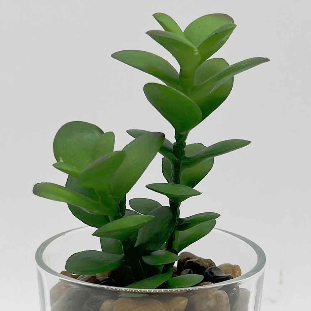 MC3405 Succulent Single