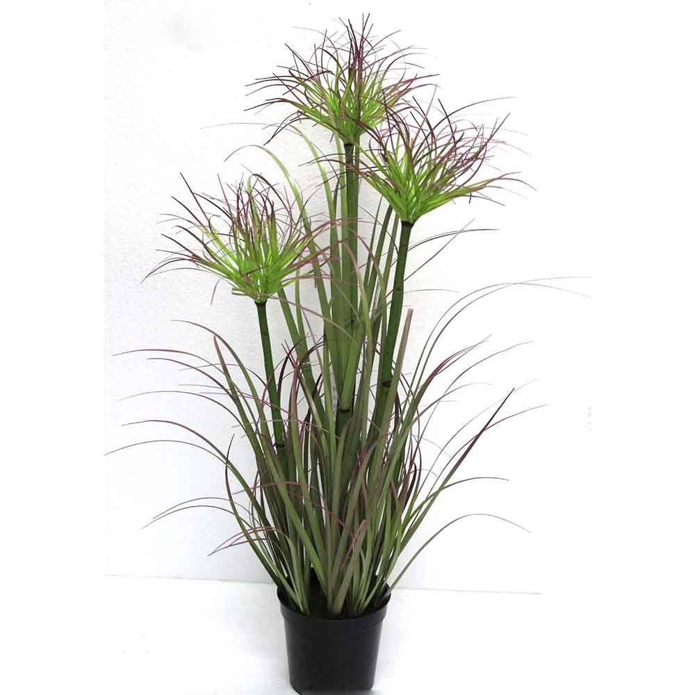 MC2481 Onion Grass