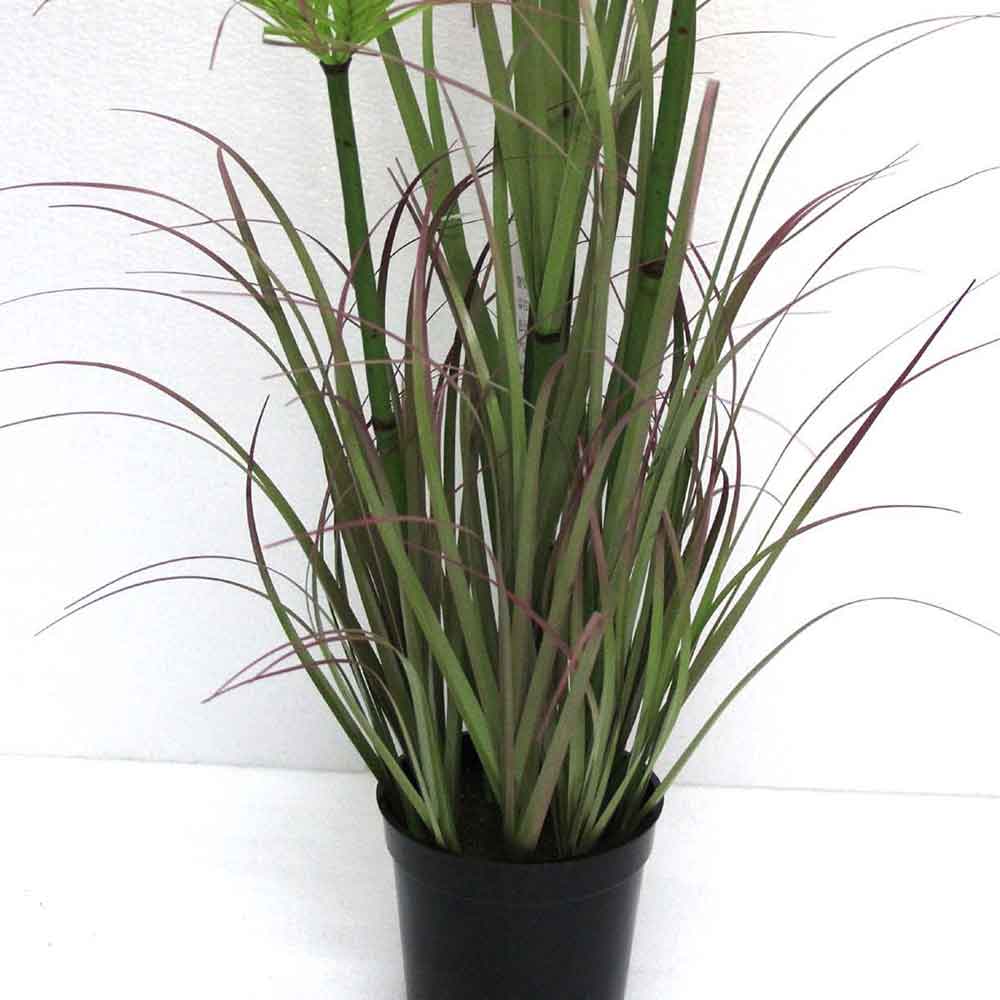 MC2481 Onion Grass