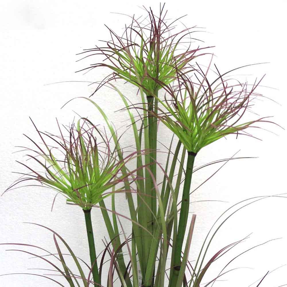 MC2481 Onion Grass