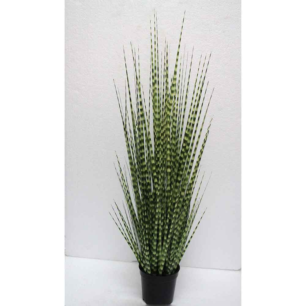 MC2482 Onion Grass