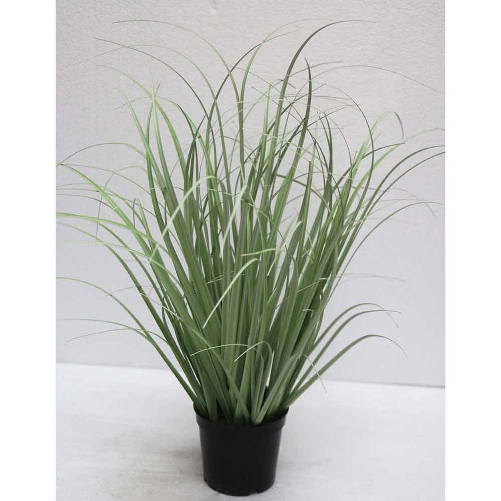 MC2484 Onion Grass
