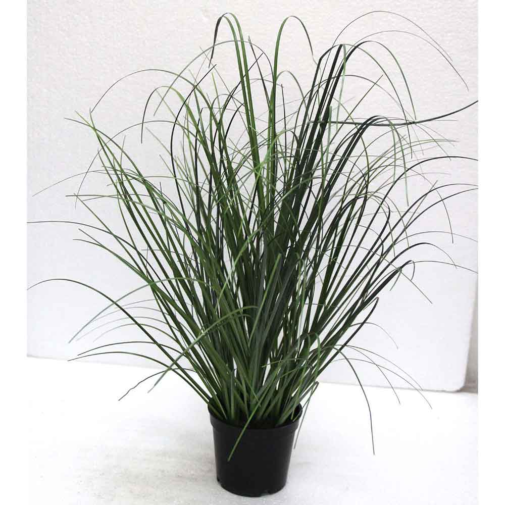 MC2483 Onion Grass