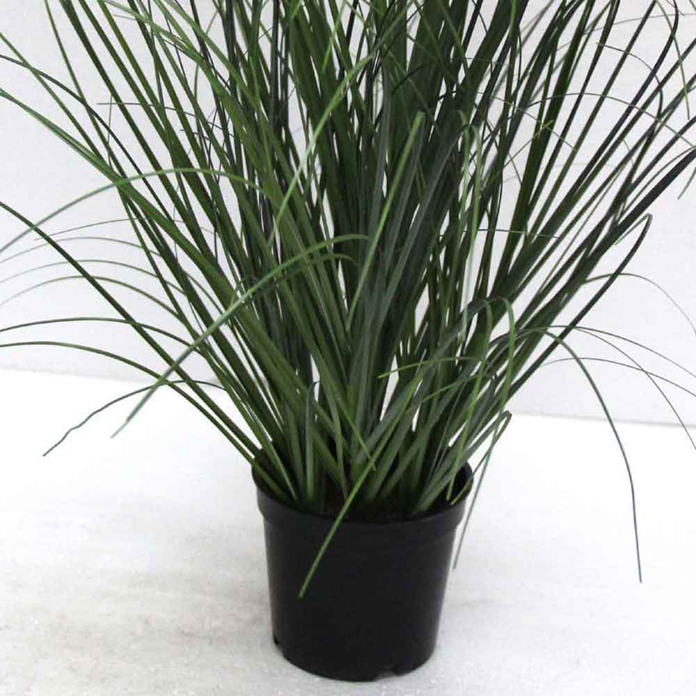 MC2483 Onion Grass