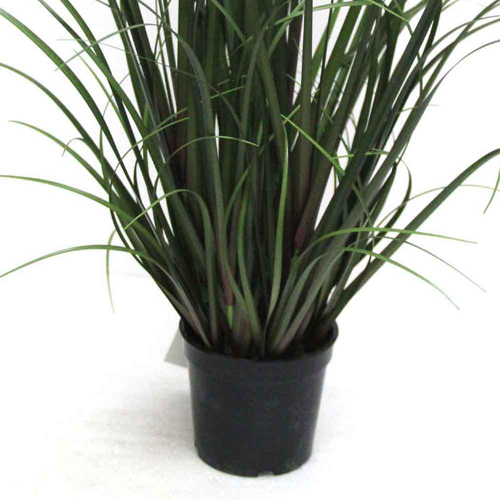 MC2485 Onion Grass