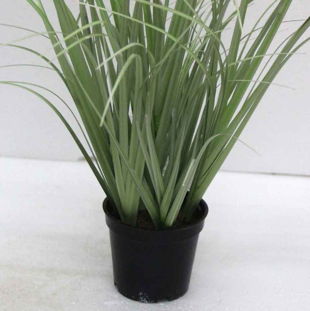 MC2486 Onion Grass