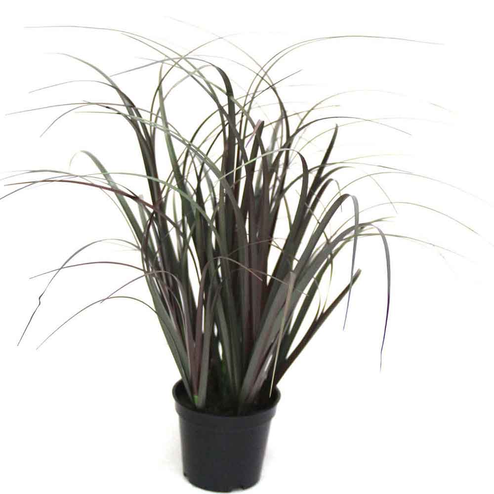 MC2487 Onion Grass