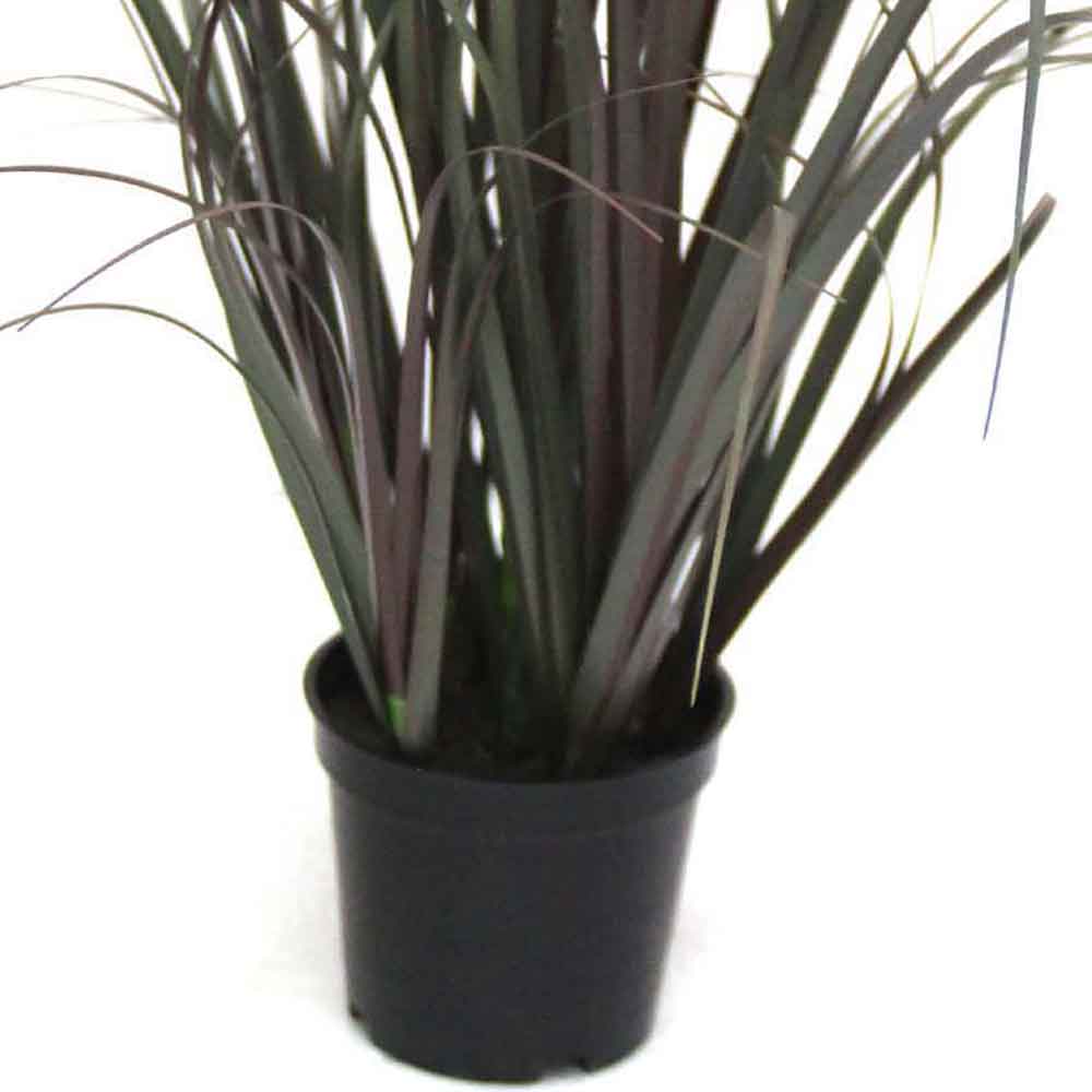 MC2487 Onion Grass