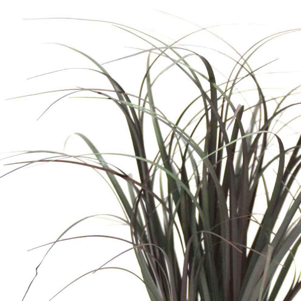 MC2487 Onion Grass