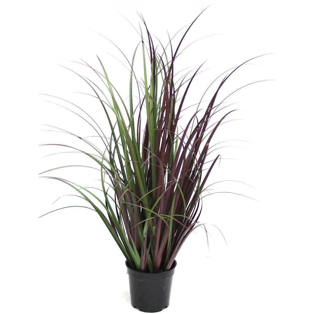 MC2488 Onion Grass