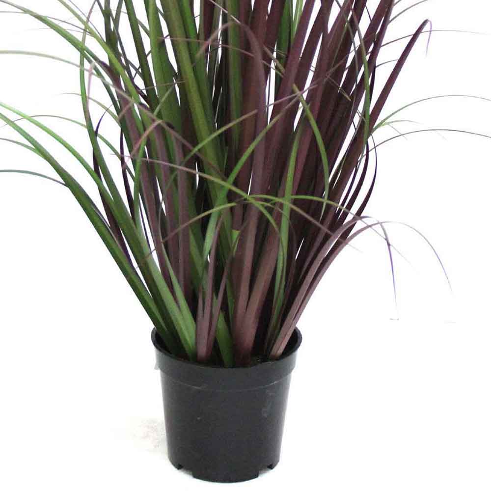 MC2488 Onion Grass