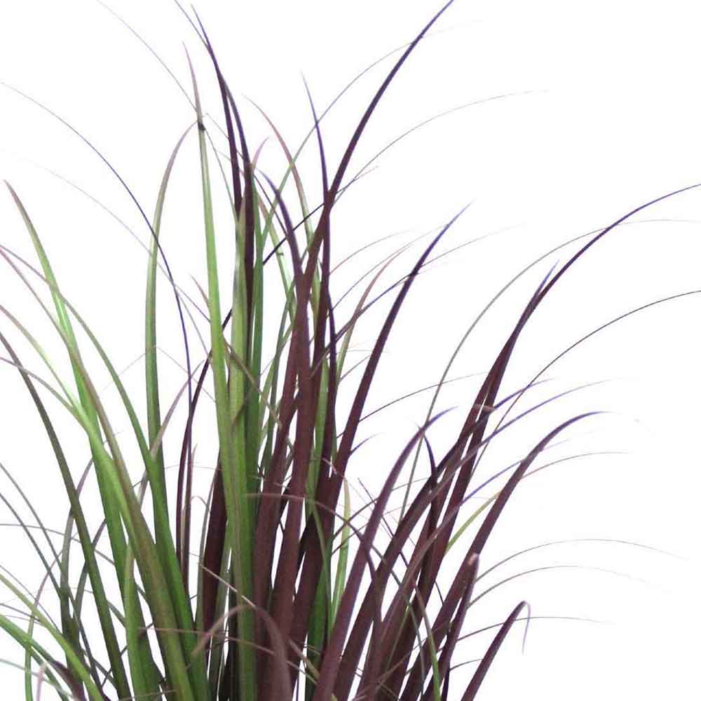MC2488 Onion Grass