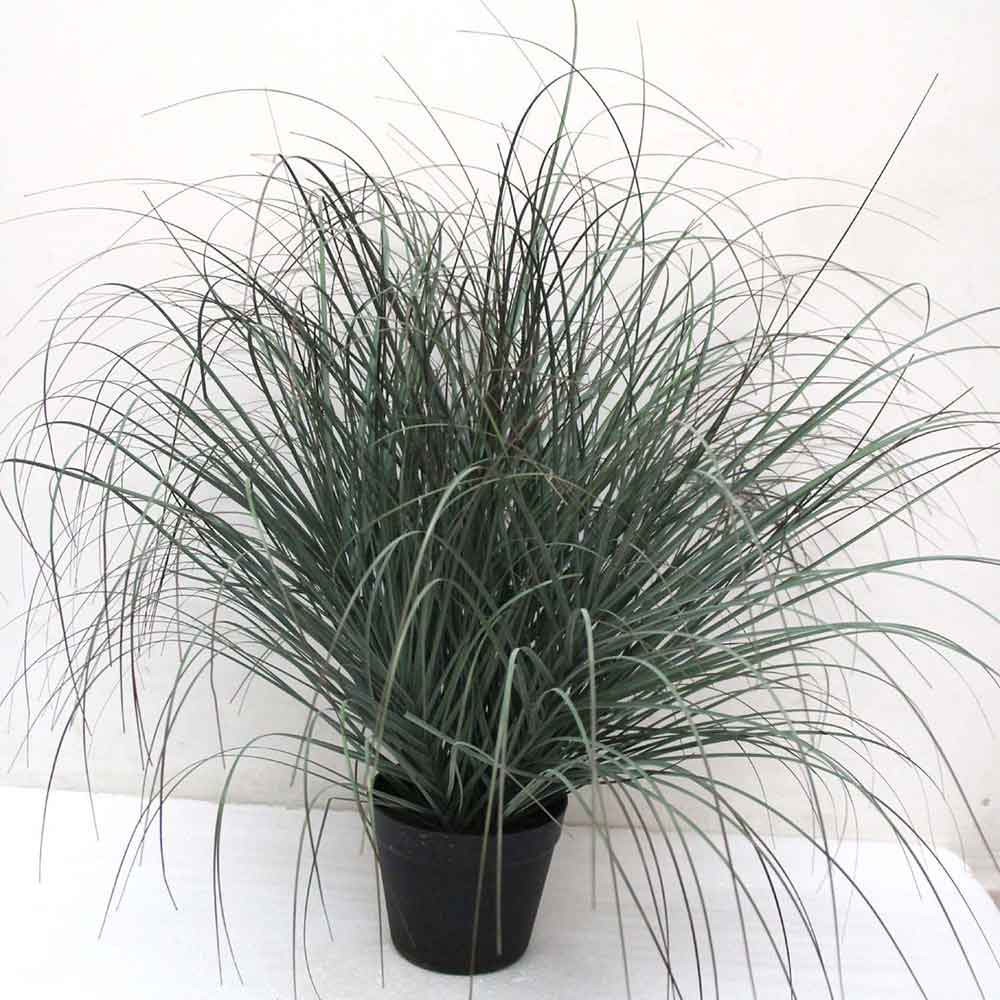 MC2490 Onion Grass