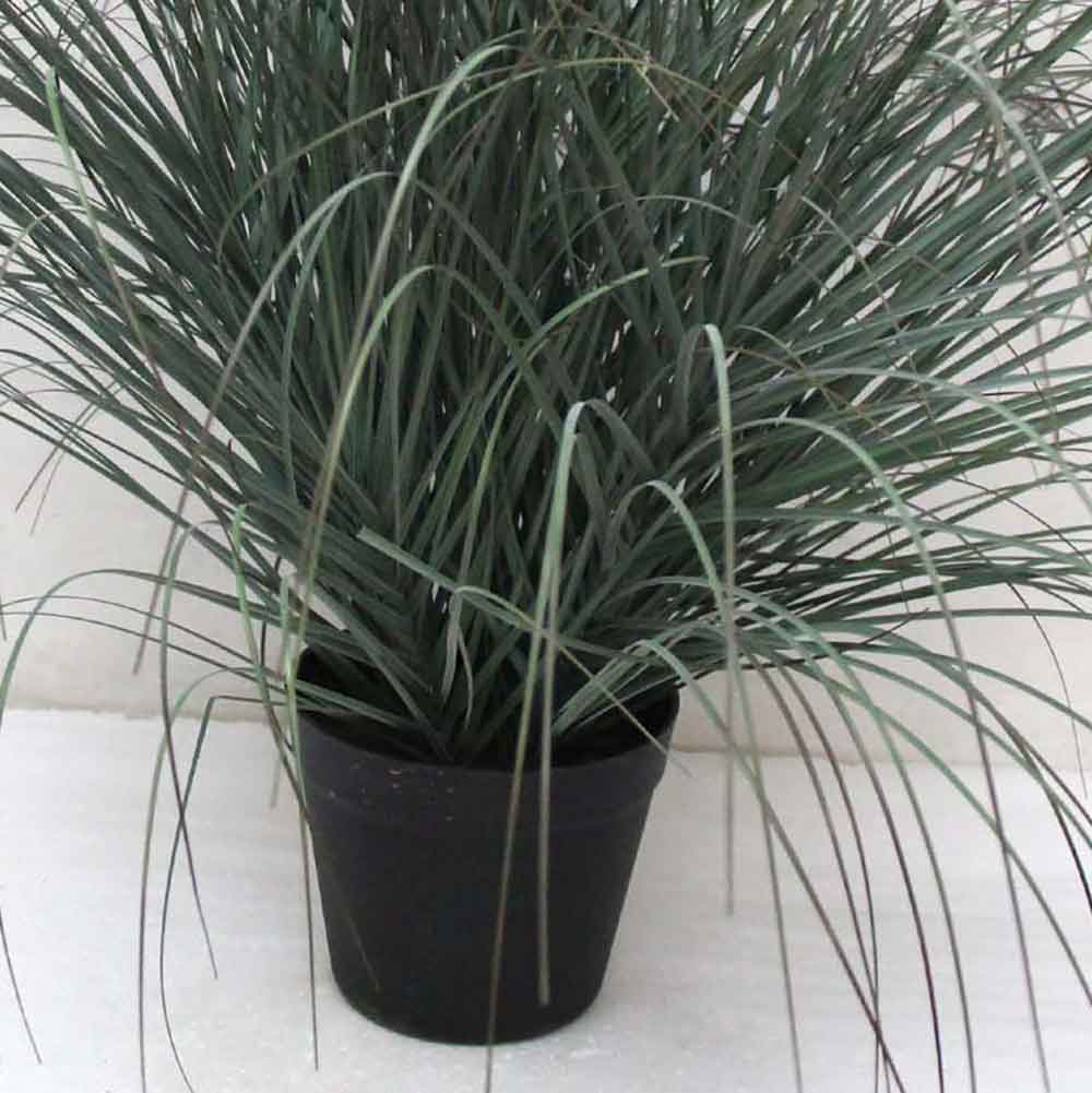 MC2490 Onion Grass
