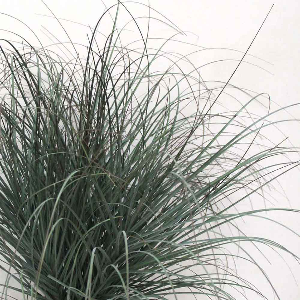 MC2490 Onion Grass