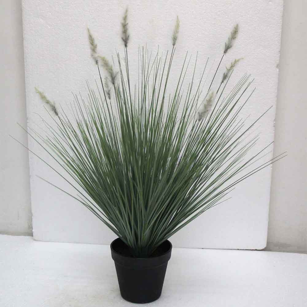 MC2489 Onion Grass