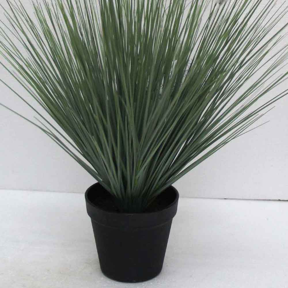 MC2489 Onion Grass