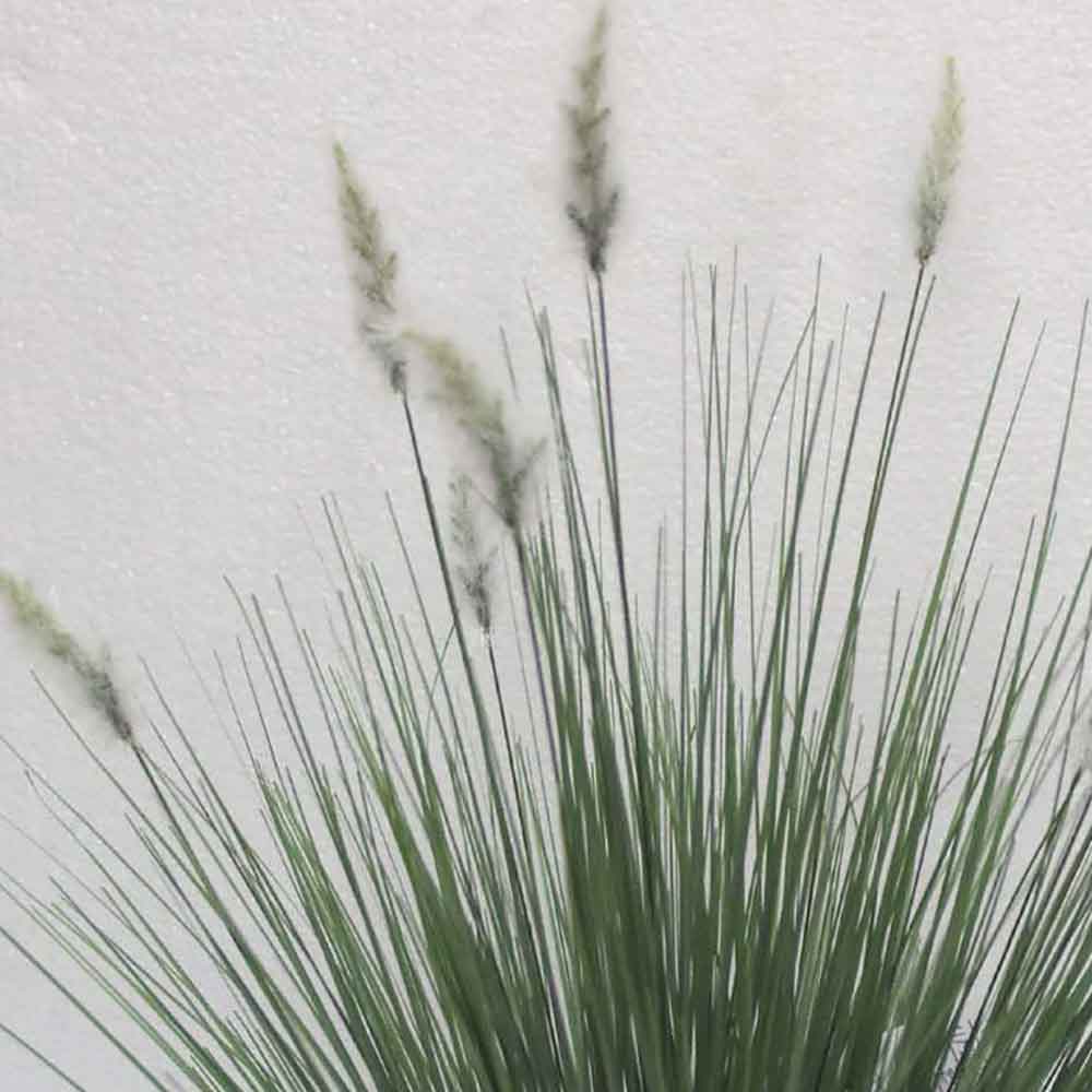 MC2489 Onion Grass