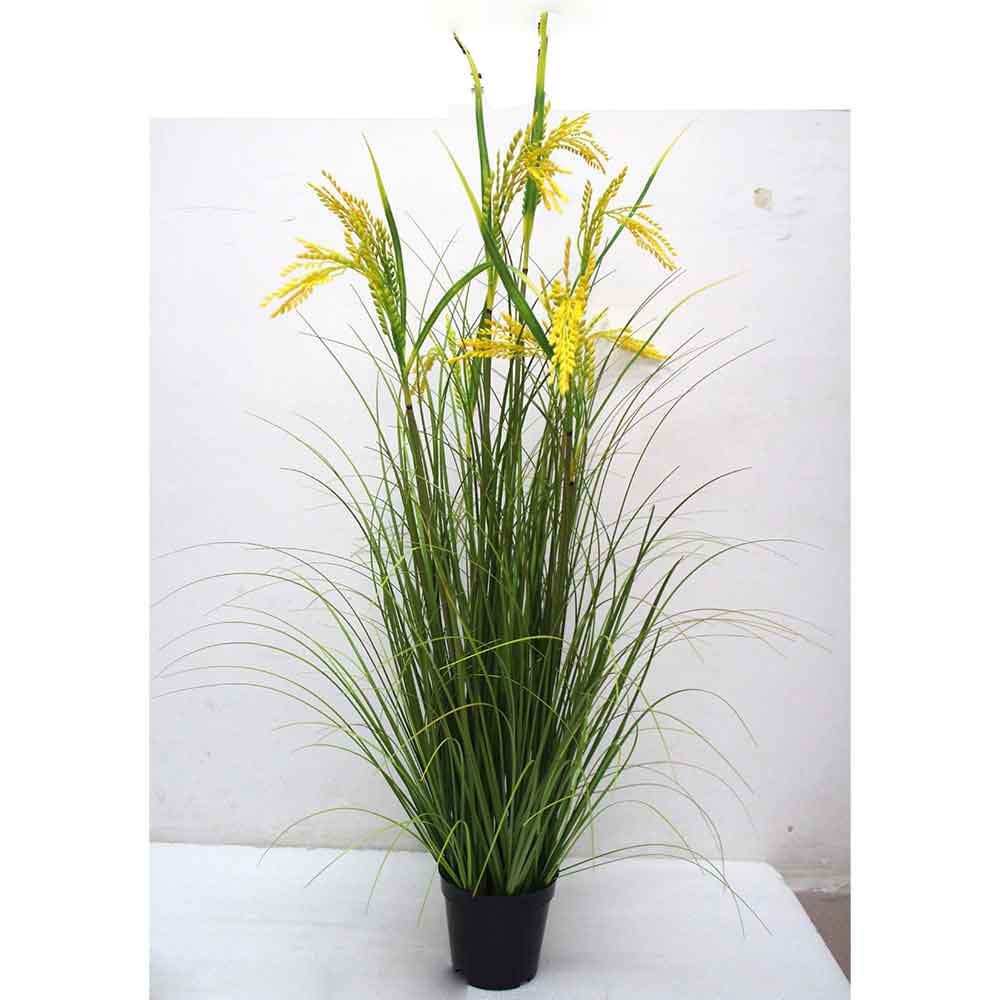 MC2491 Onion Grass