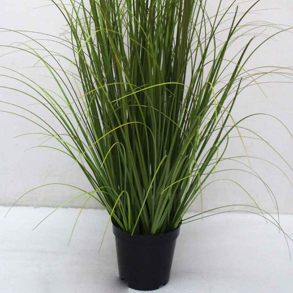 MC2491 Onion Grass