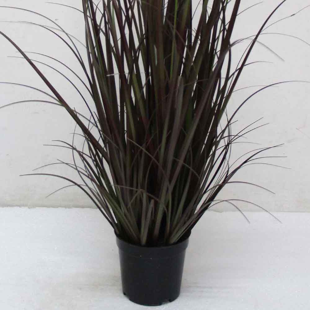 MC2492 Onion Grass