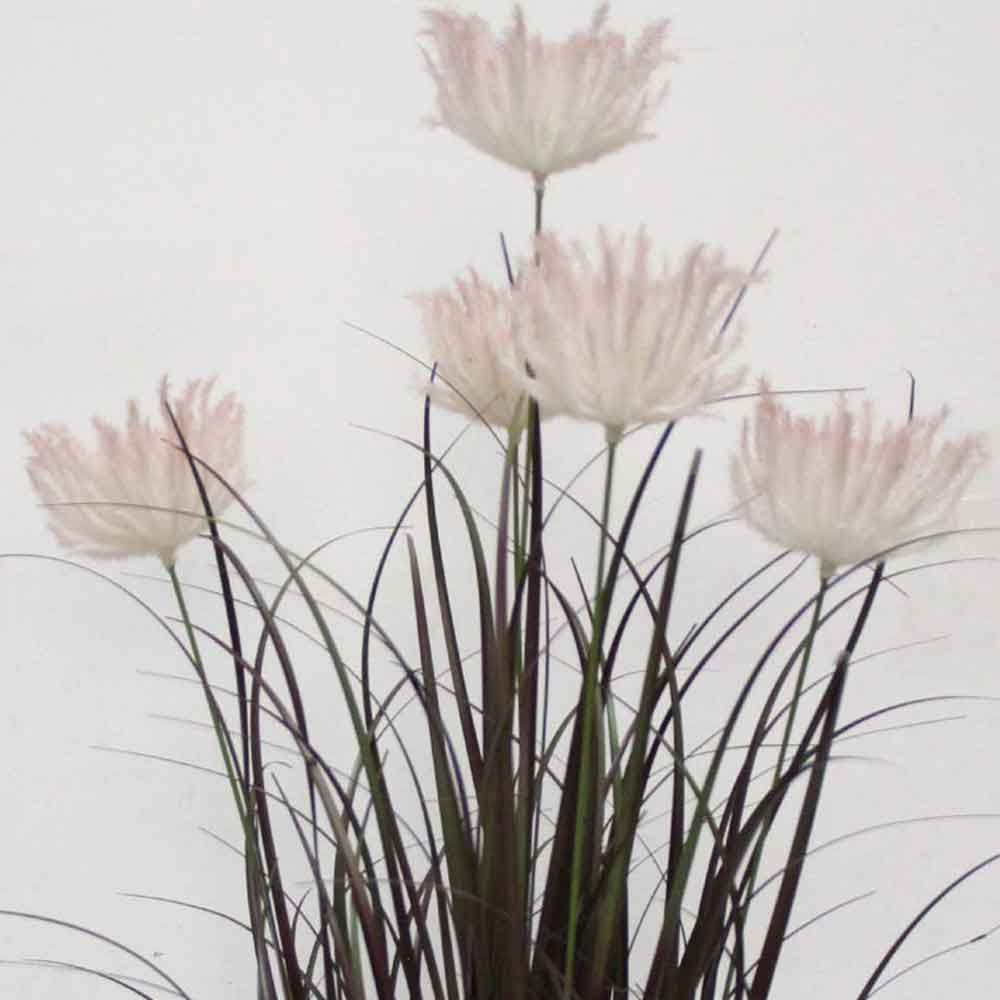 MC2492 Onion Grass