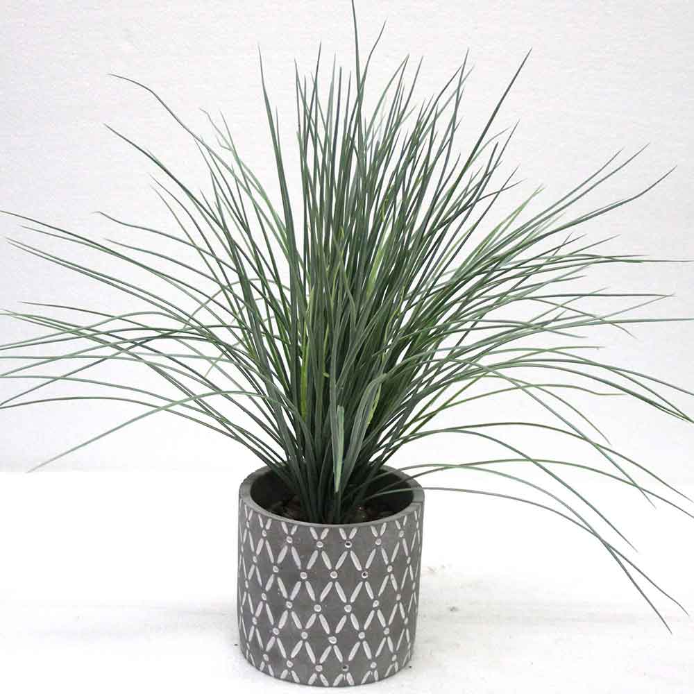 MC2653 Onion Grass