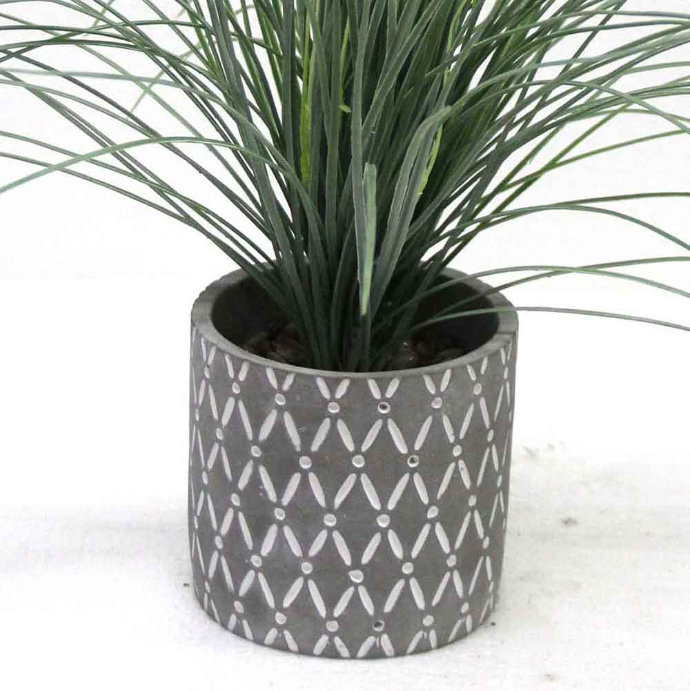 MC2653 Onion Grass