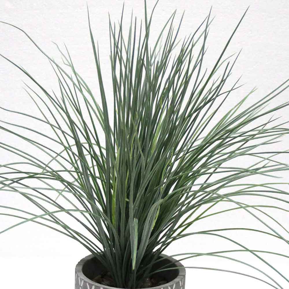 MC2653 Onion Grass