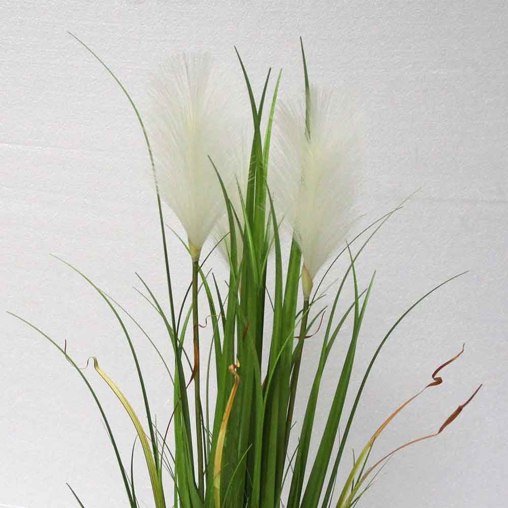 MC2710 Onion Grass