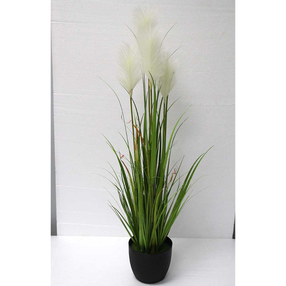 MC2709 Onion Grass