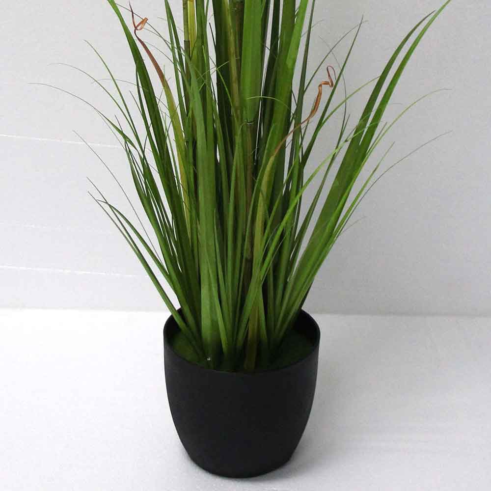 MC2709 Onion Grass