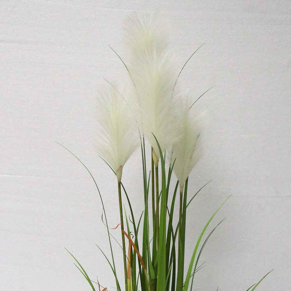 MC2709 Onion Grass