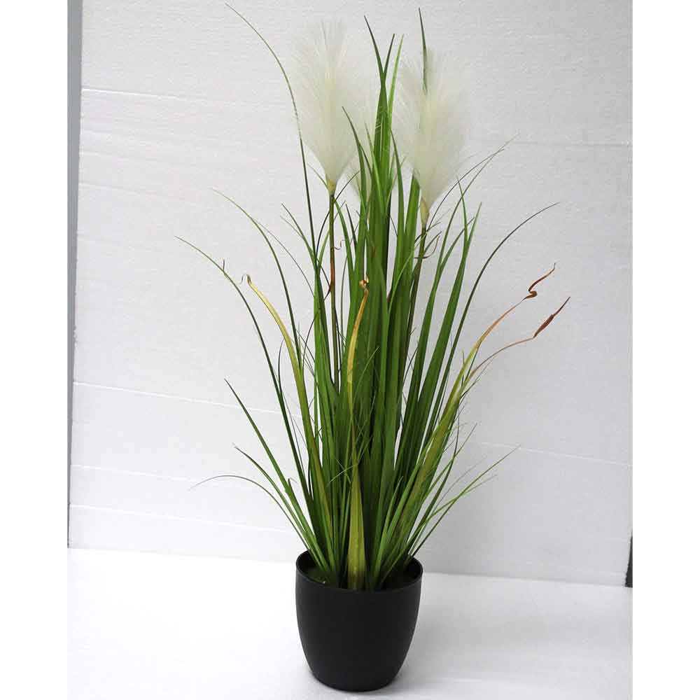 MC2710 Onion Grass