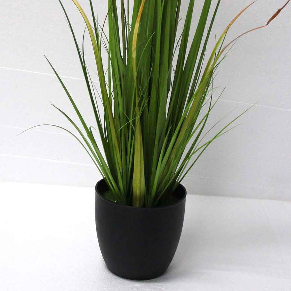 MC2710 Onion Grass
