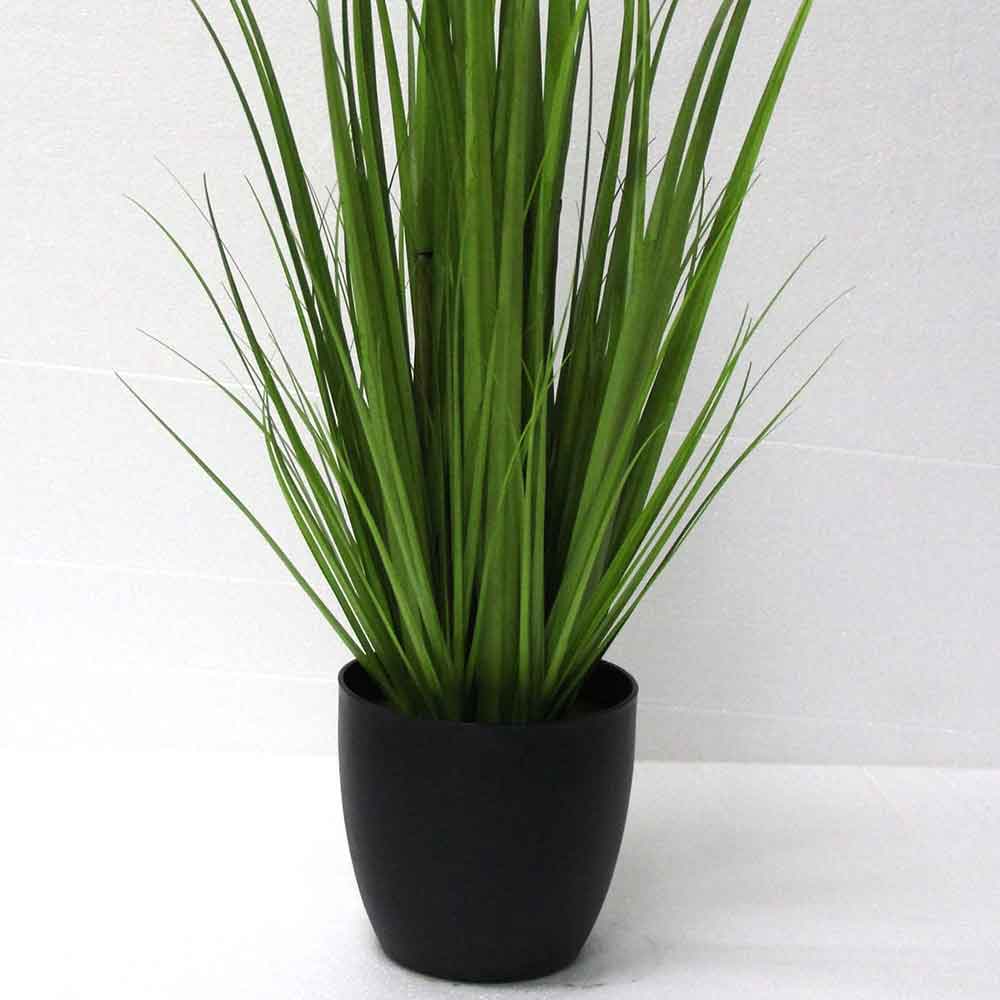 MC2711 Onion Grass