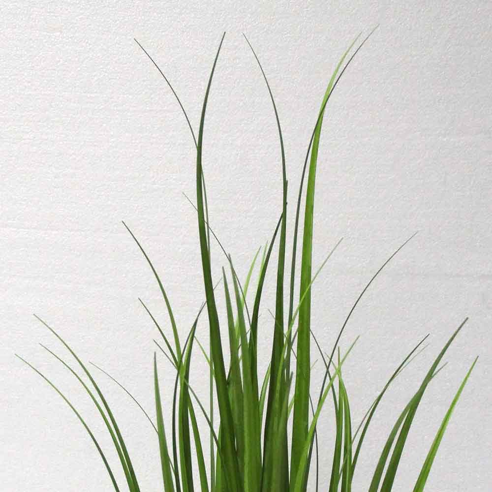 MC2711 Onion Grass