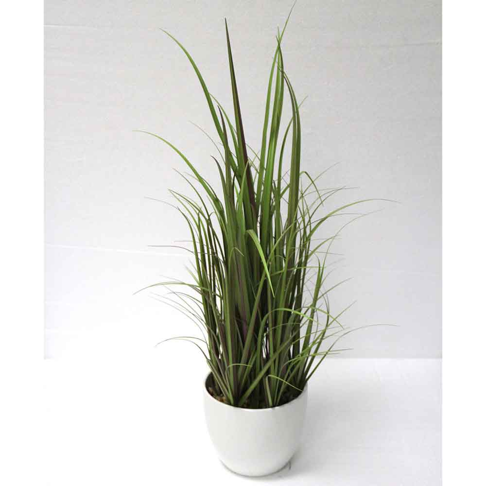 MC2712 Onion Grass