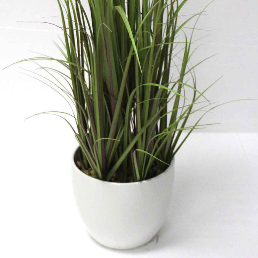 MC2712 Onion Grass