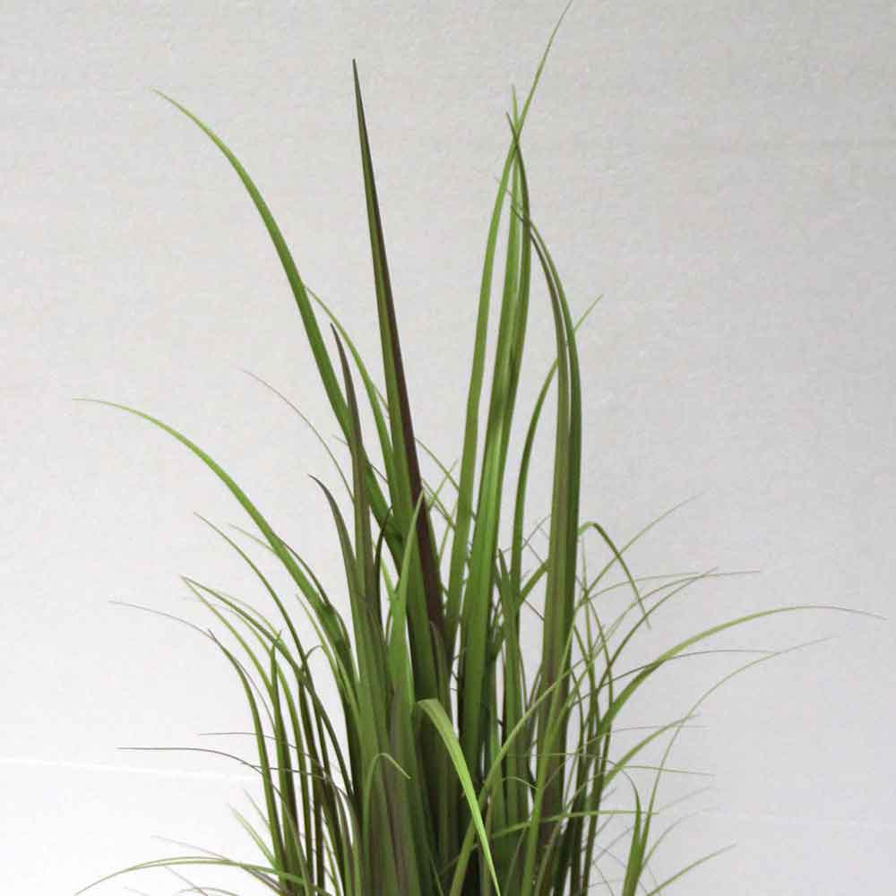 MC2712 Onion Grass