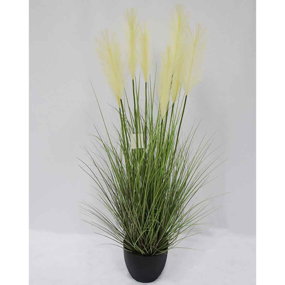 MC2901 Onion Grass