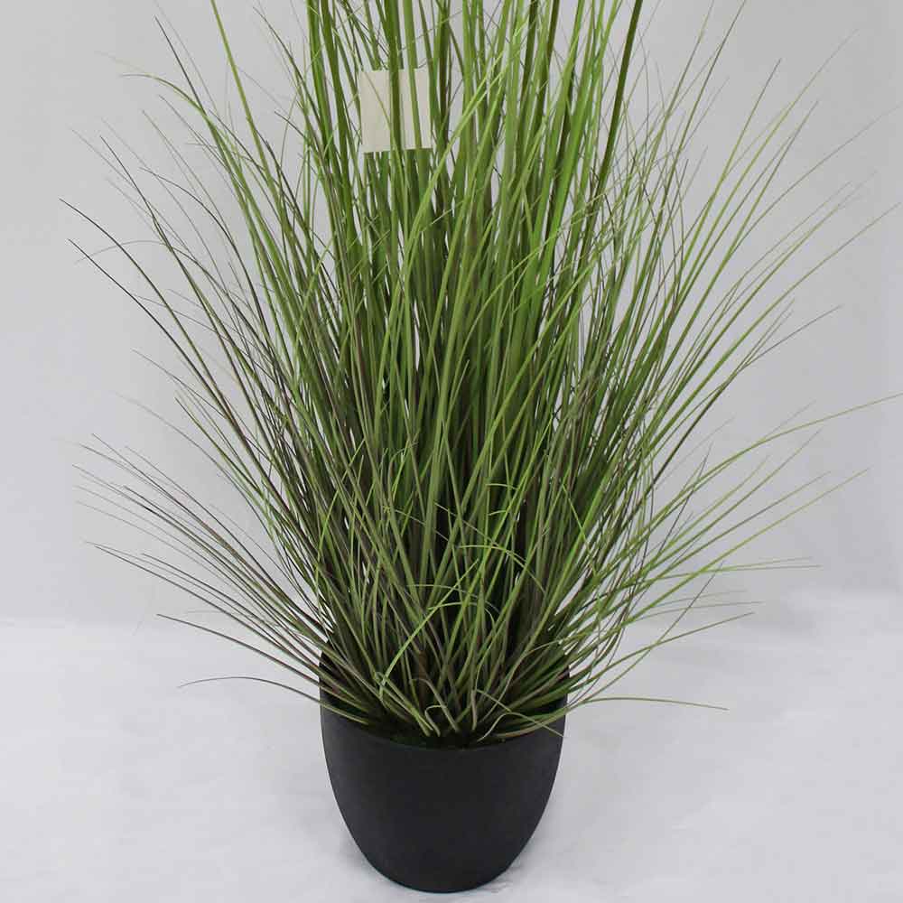 MC2901 Onion Grass