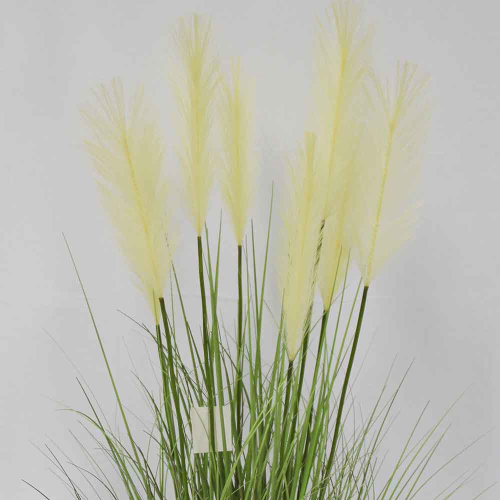 MC2901 Onion Grass