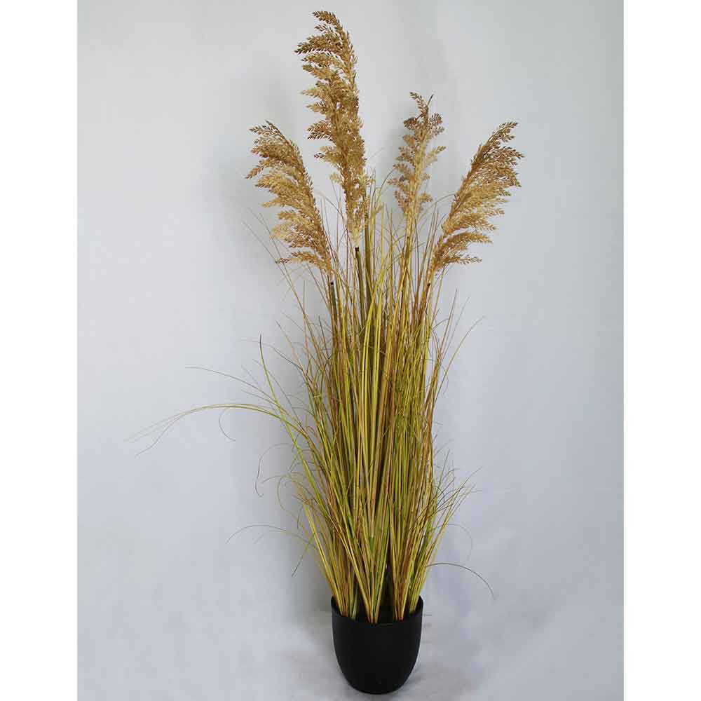 MC2934 Onion Grass