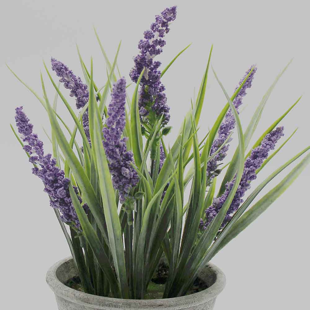 MC2838 Sage